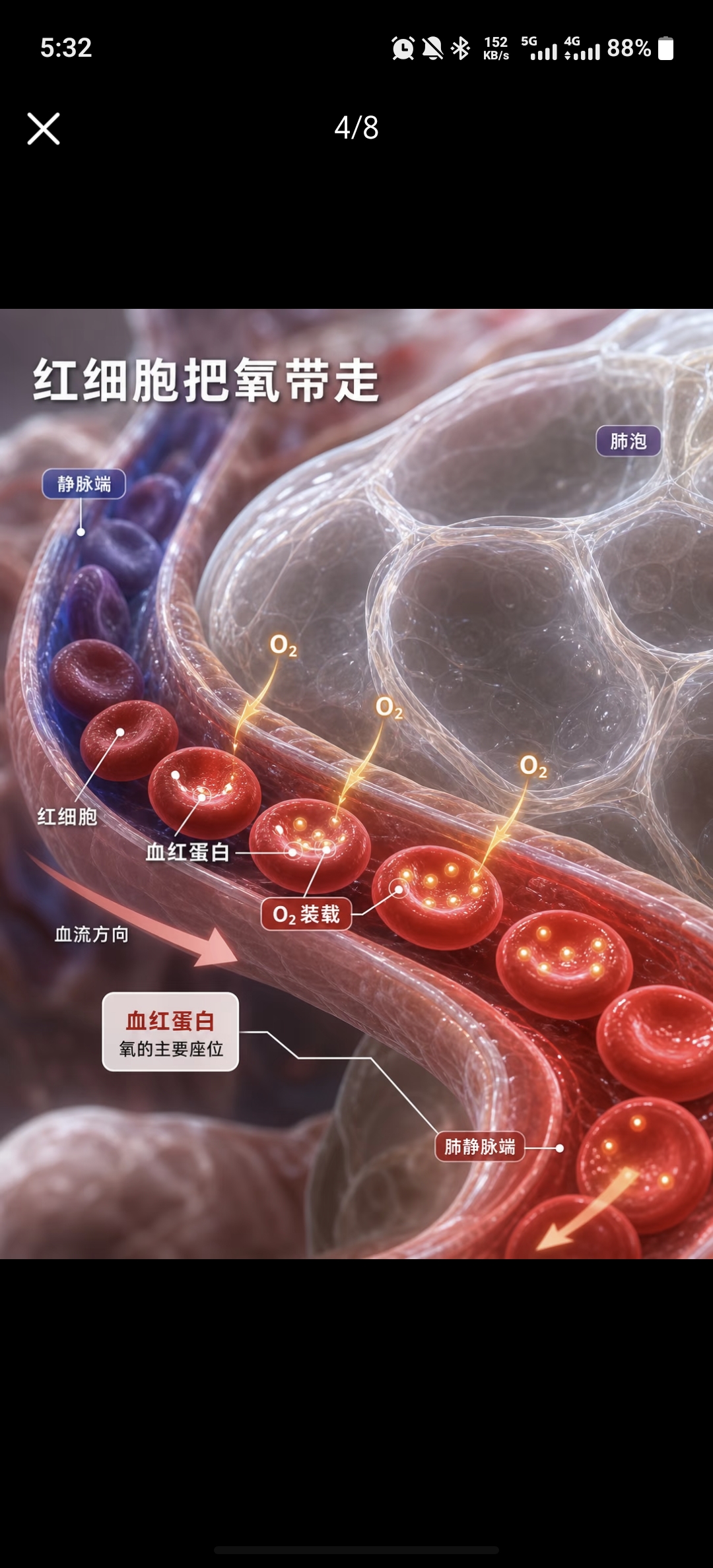 红细胞把氧带走