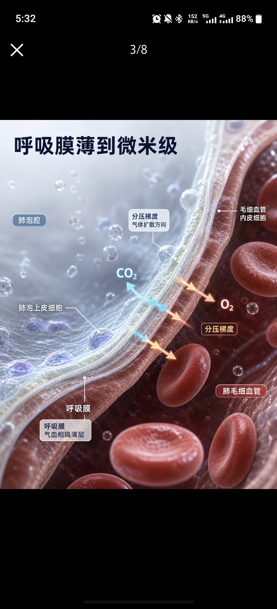 呼吸膜薄到微米级
